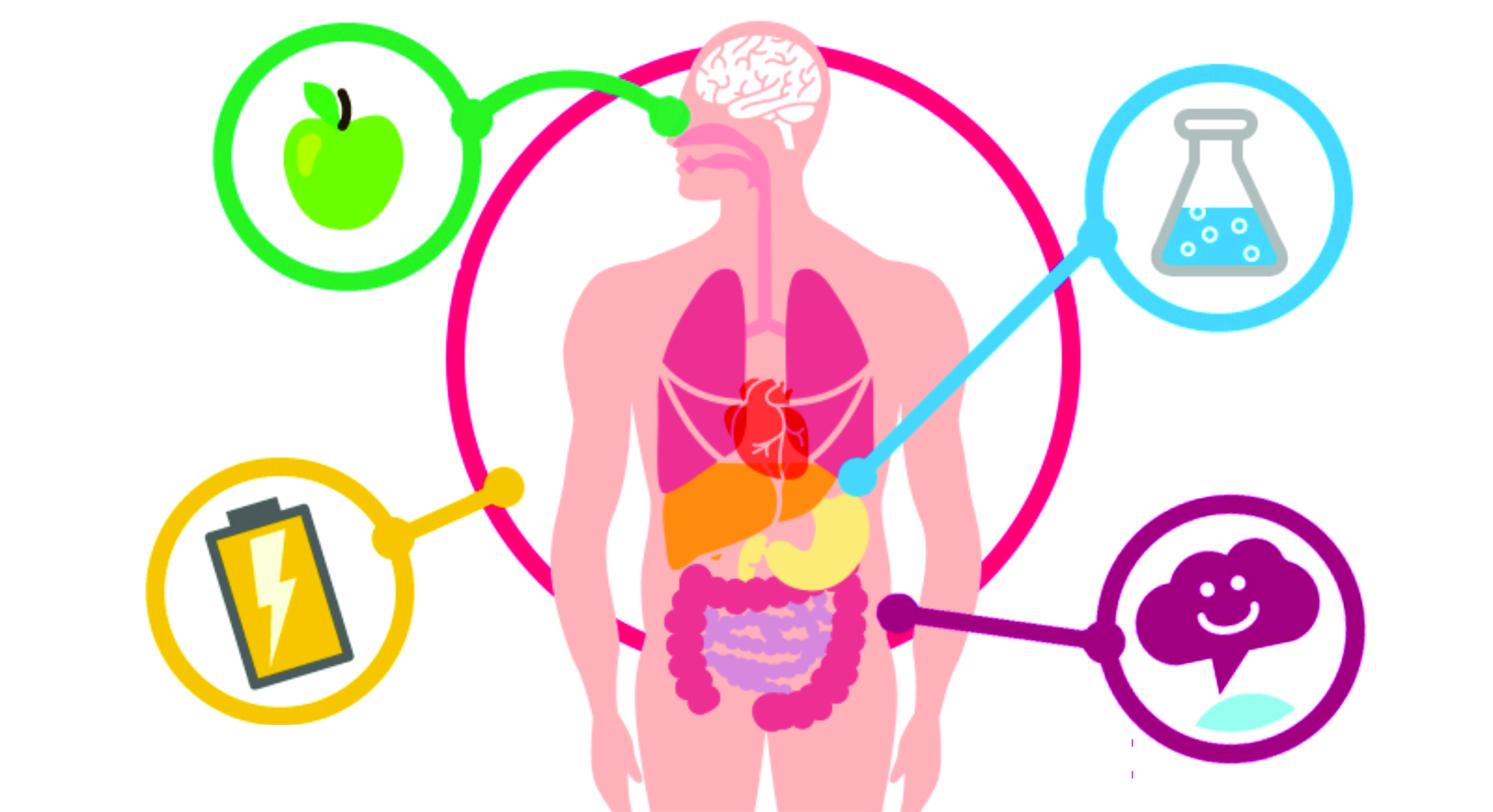 Metabolismo